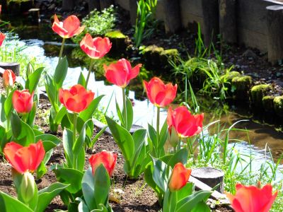 江川せせらぎ緑道
