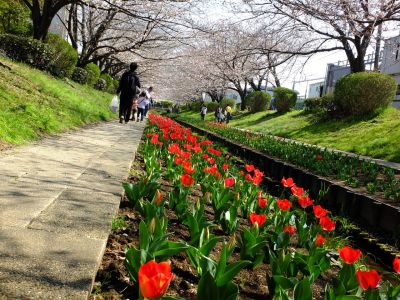 江川せせらぎ緑道
