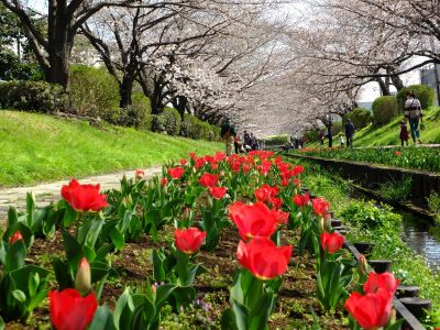 江川せせらぎ緑道
