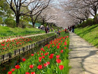 江川せせらぎ緑道
