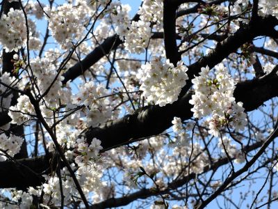 江川せせらぎ緑道
