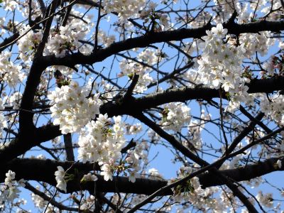 江川せせらぎ緑道
