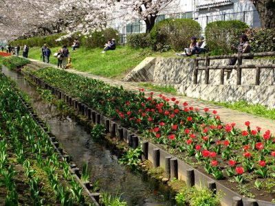 江川せせらぎ緑道
