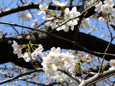 江川せせらぎ緑道
