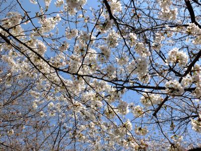 江川せせらぎ緑道
