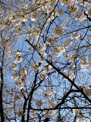 江川せせらぎ緑道
