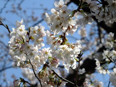江川せせらぎ緑道
