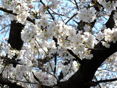 江川せせらぎ緑道
