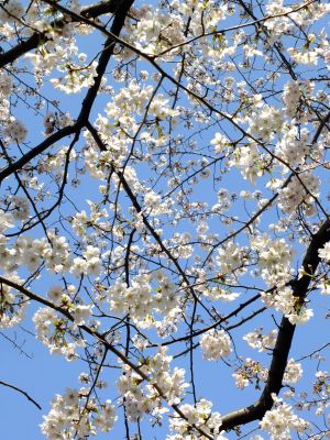 江川せせらぎ緑道
