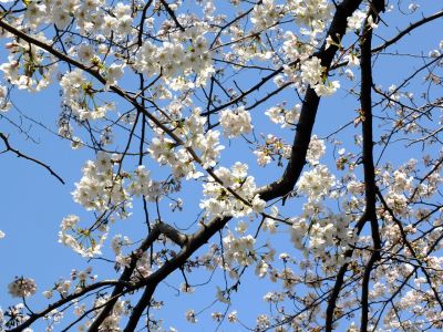 江川せせらぎ緑道
