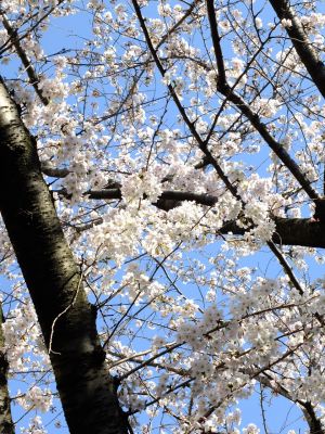 江川せせらぎ緑道
