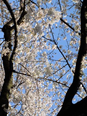 江川せせらぎ緑道
