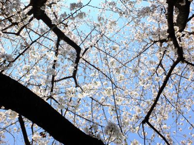 江川せせらぎ緑道
