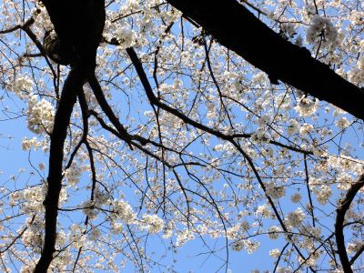 江川せせらぎ緑道
