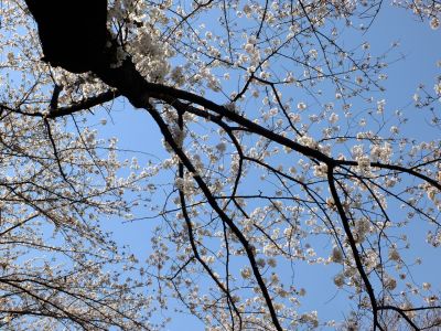 江川せせらぎ緑道
