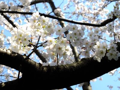 江川せせらぎ緑道
