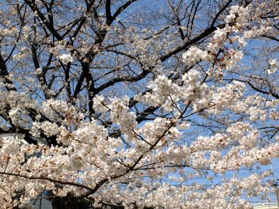 江川せせらぎ緑道
