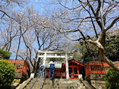 淡島神社の染井吉野
