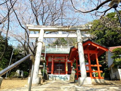 淡島神社の染井吉野
