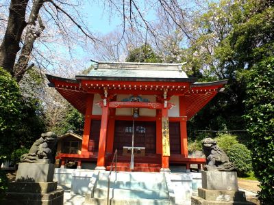 淡島神社の染井吉野
