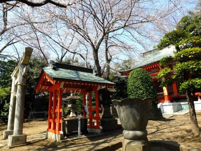 淡島神社の染井吉野
