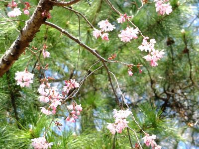 淡島神社の枝垂れ桜
