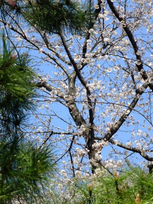 淡島神社の染井吉野
