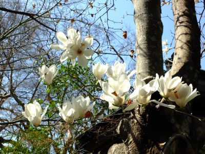 真照寺のモクレンの花
