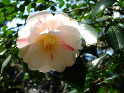 真照寺のつばきの花

