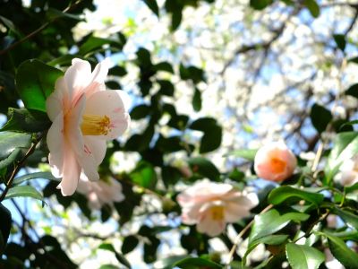 真照寺のつばきの花
