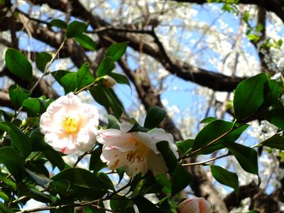 真照寺のつばきの花
