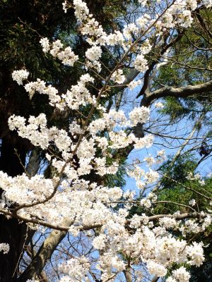 真照寺の染井吉野
