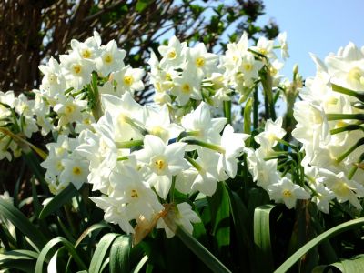 折本町の水仙の花
