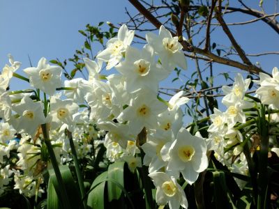 折本町の水仙の花
