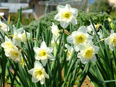 折本町の水仙の花
