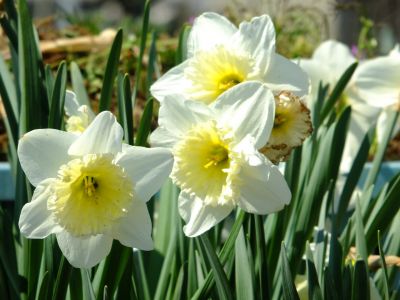 折本町の水仙の花
