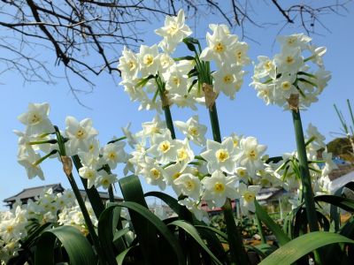 折本町の水仙の花
