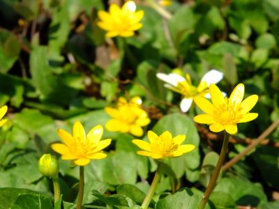 折本町の福寿草
