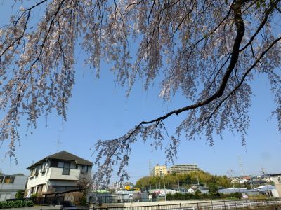 折本町の枝垂れ桜
