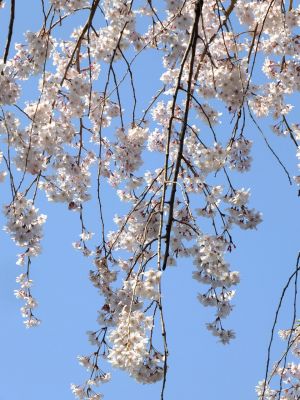 折本町の枝垂れ桜
