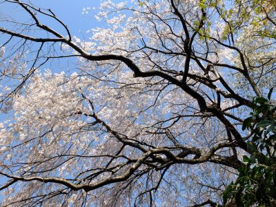 折本町の枝垂れ桜
