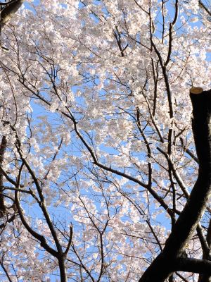 折本町の枝垂れ桜

