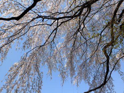 折本町の枝垂れ桜

