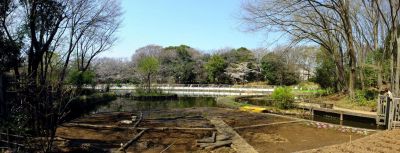 せせらぎ公園の染井吉野
