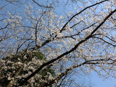 せせらぎ公園の染井吉野

