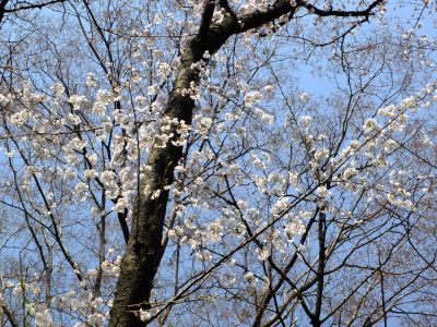 せせらぎ公園の染井吉野
