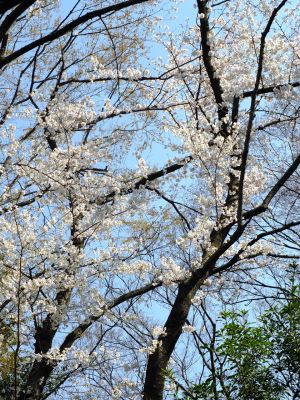 せせらぎ公園の染井吉野
