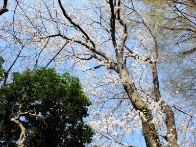 せせらぎ公園の染井吉野
