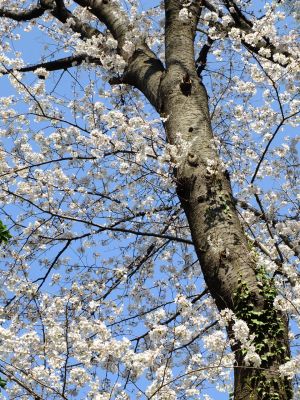 せせらぎ公園の染井吉野
