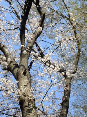 せせらぎ公園の染井吉野
